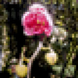  A vibrant oil painting titled Blooming Orchid by Brian Batt, measuring 24x20 inches. The artwork showcases a bold palette of hot pink, deep blacks, and lush greens, blending modernism with floral motifs, inviting viewers into a dynamic visual experience that celebrates nature.
