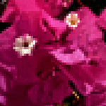 A vibrant oil painting titled 'Bougainvilleas' by Brian Batt, measuring 30"x24". It showcases a dynamic blend of pinks, hot pinks, and blacks, reflecting Modernism and Contemporary art. The artwork captures the beauty of bougainvillea in a lush, pixelated landscape, inviting viewers into its expressive floral experience.