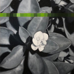 'Crown of Thorns' is a 14"x11" oil on canvas painting by Brian Batt, featuring a striking blend of blacks, gray, and green. This contemporary artwork showcases flowers intertwined with thorns, reflecting themes of resilience and transformation, making it a compelling piece for nature and modern art enthusiasts.