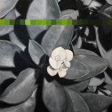 'Crown of Thorns' is a 14"x11" oil on canvas painting by Brian Batt, featuring a striking blend of blacks, gray, and green. This contemporary artwork showcases flowers intertwined with thorns, reflecting themes of resilience and transformation, making it a compelling piece for nature and modern art enthusiasts.