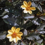 A vibrant oil painting titled 'Dahlias' by Brian Batt, measuring 48x48 inches. It features a striking palette of blacks, greens, and yellows, showcasing contemporary floral beauty with gestural abstraction, inviting viewers into a lush greenhouse of color and form.