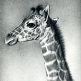 GIRAFFE | 20"x16"